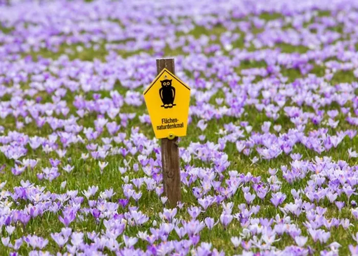 Rotbuche Apartament *